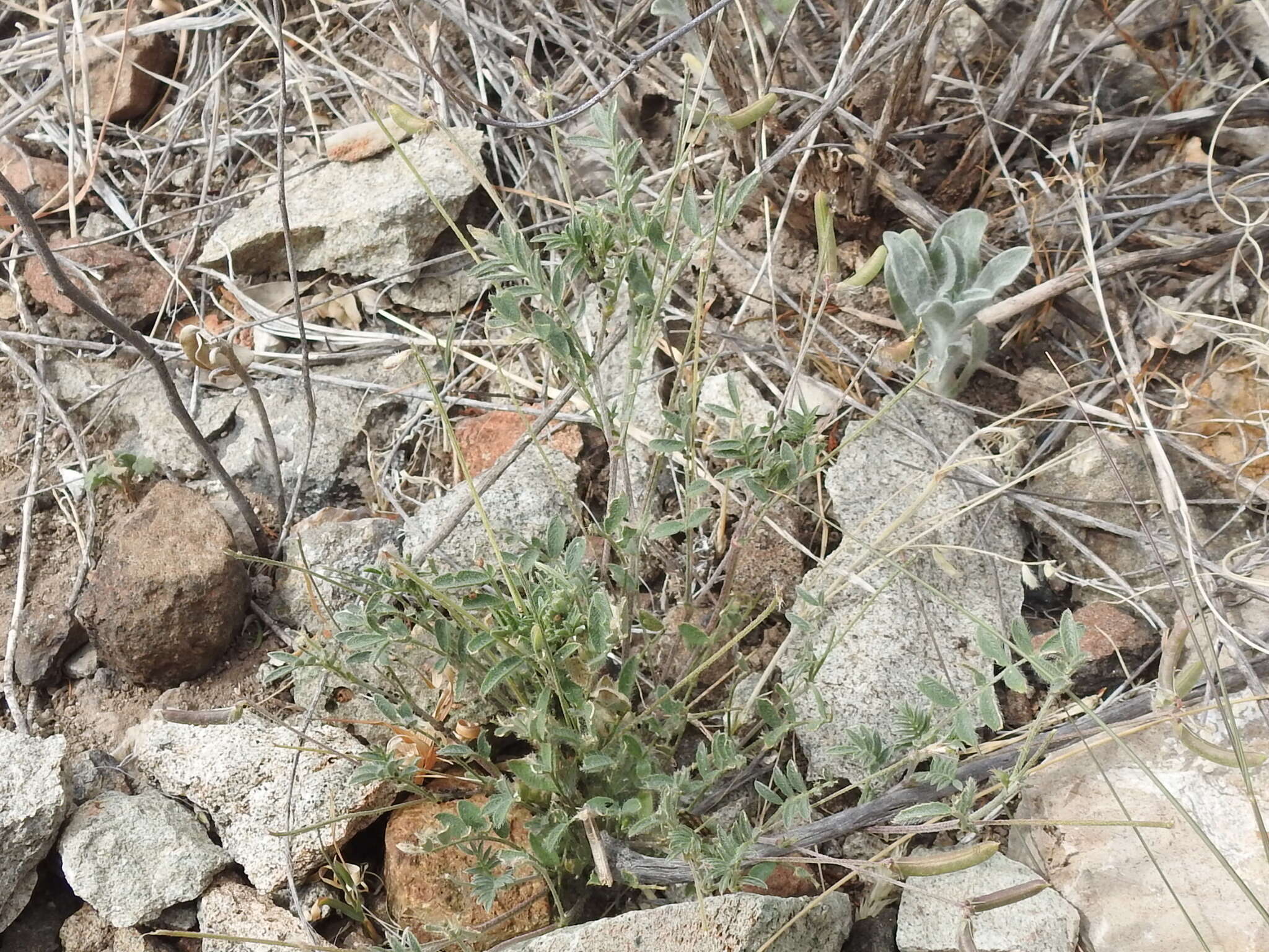 Imagem de Astragalus nuttallianus var. austrinus (Small) Barneby