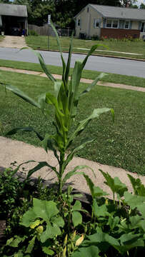 Image of corn