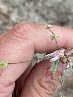 Image of cottonheads