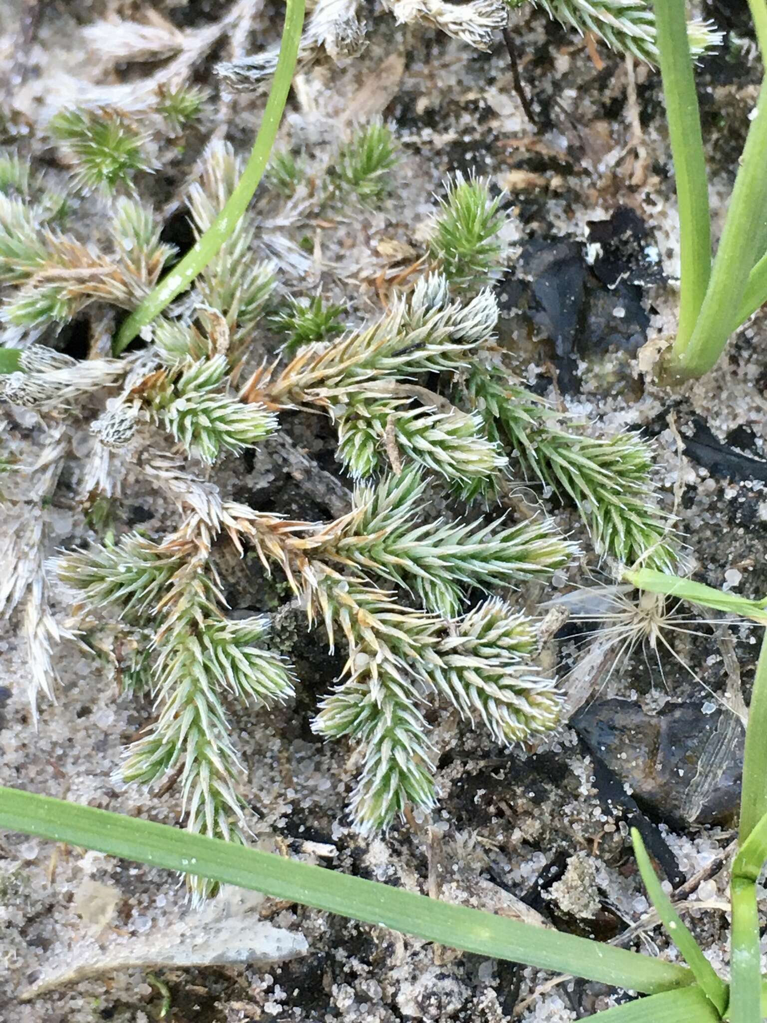 Image of Selaginella sellowii Hieron.