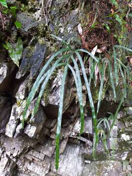 Image of Pteris longipinna Hayata