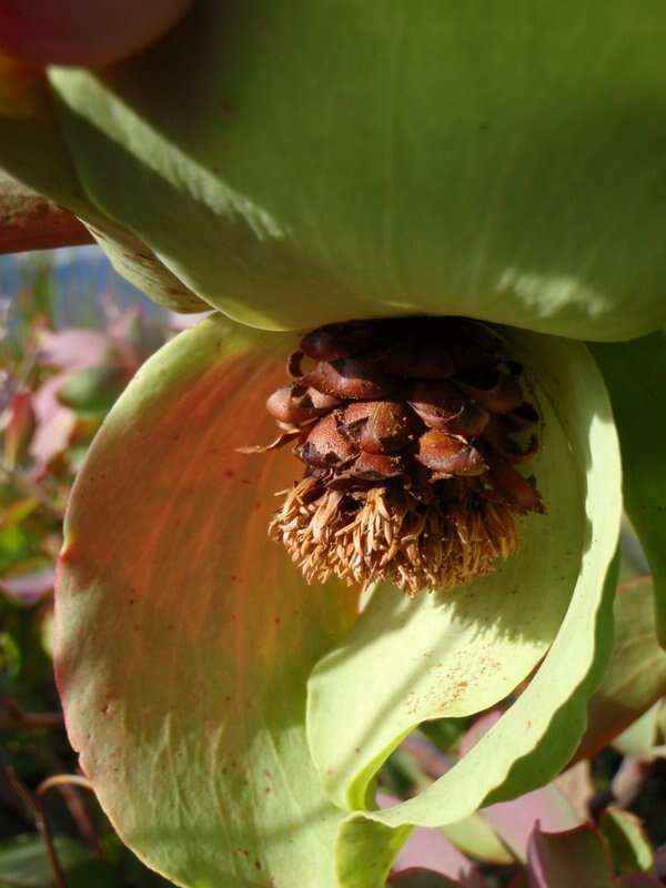 Plancia ëd Leucadendron cordatum E. Phillips