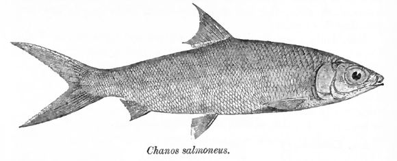 Image of Milkfish