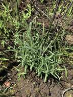 Image of Helichrysum chrysargyrum Moeser