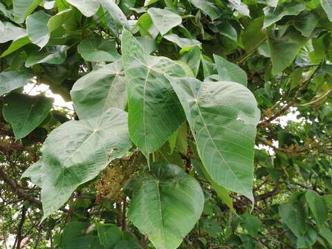 Image of Macaranga peltata (Roxb.) Müll. Arg.