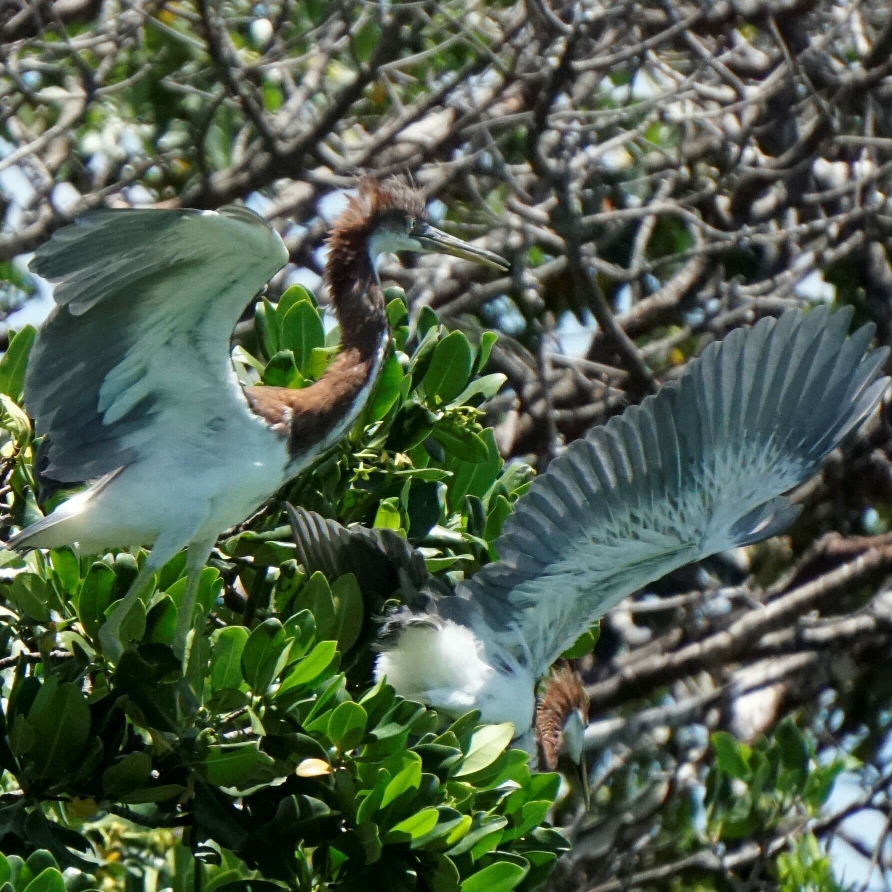 Image de Egretta tricolor ruficollis Gosse 1847