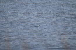 Image of Phalacrocorax carbo carbo (Linnaeus 1758)