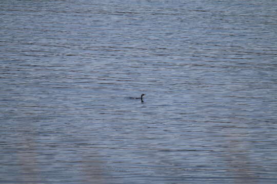 Image of Phalacrocorax carbo carbo (Linnaeus 1758)