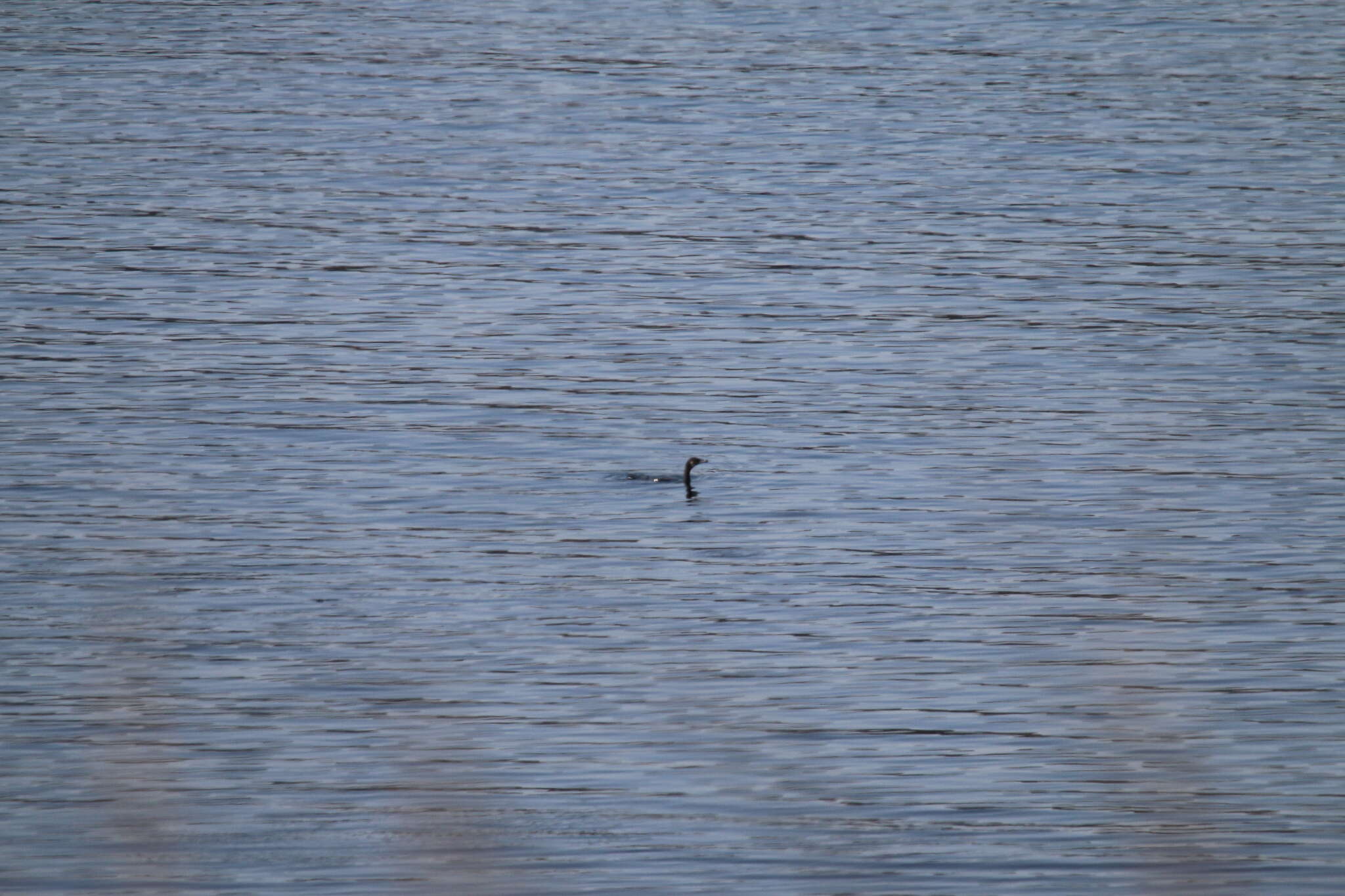 Image of Phalacrocorax carbo carbo (Linnaeus 1758)