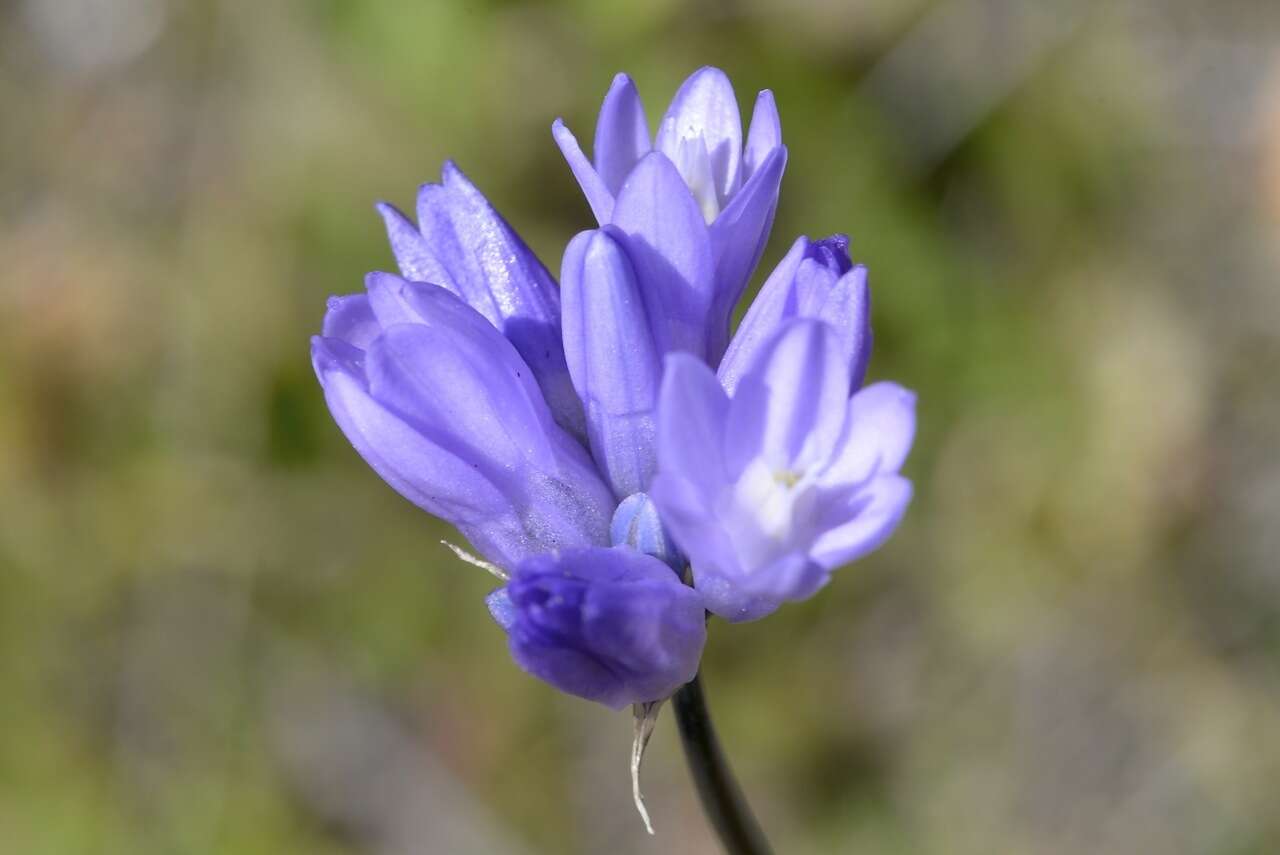 صورة Dichelostemma capitatum (Benth.) Alph. Wood