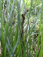 Image of Helmholtzia glaberrima (Hook. fil.) Caruel