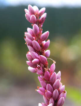 Sivun Persicaria amphibia var. emersa (Michx.) J. C. Hickman kuva