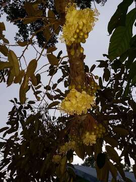 Image of durian