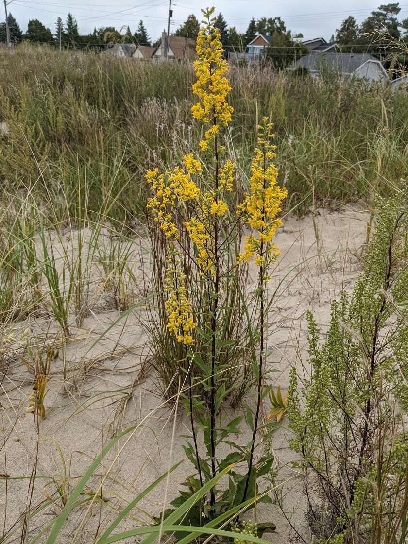 صورة Solidago hispida Muhl. ex Willd.