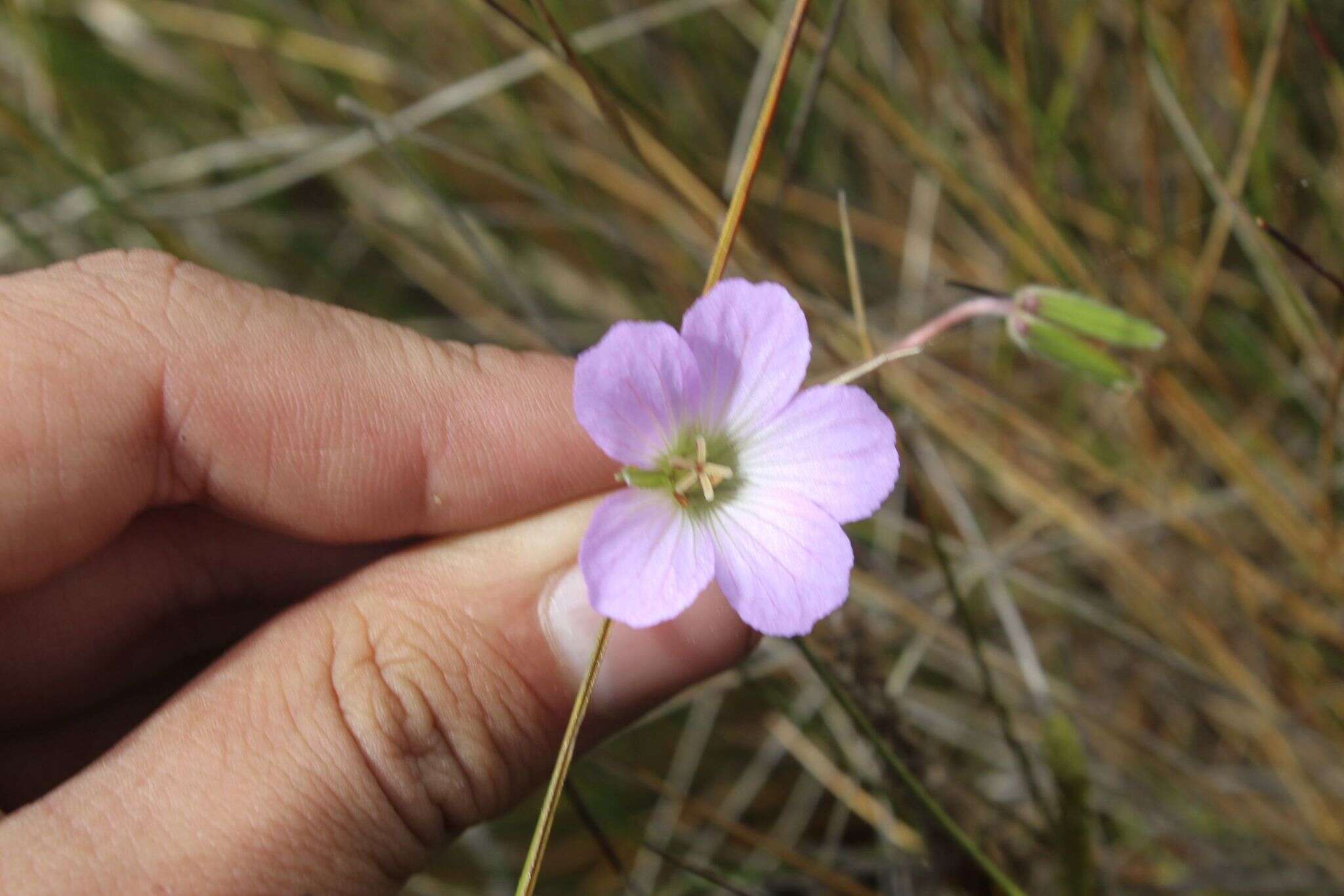 Image of Geranium santanderiense R. Knuth