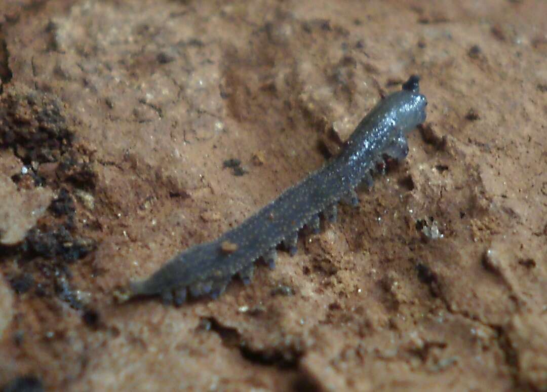 Image of southern velvet worms