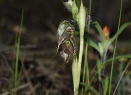 Image of Pterostylis spathulata M. A. Clem.