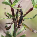 Image of Dysdercus (Dysdercus) mimulus Hussey 1929