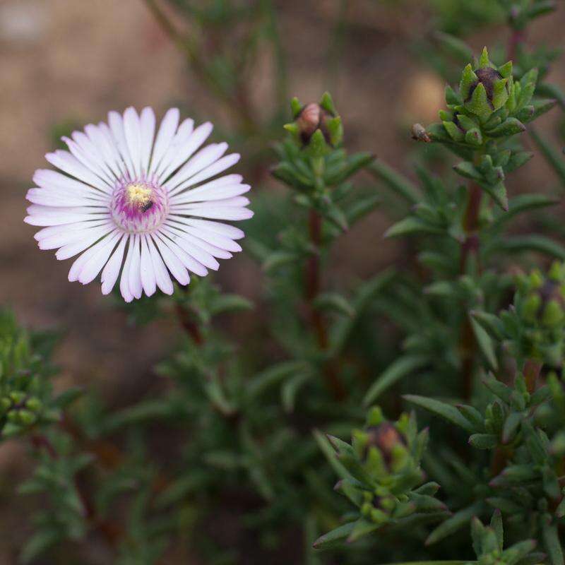 Image of Lampranthus leptaleon (Haw.) N. E. Br.