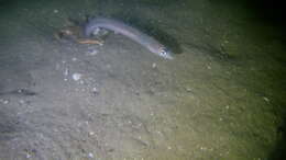 Image of Little conger eel