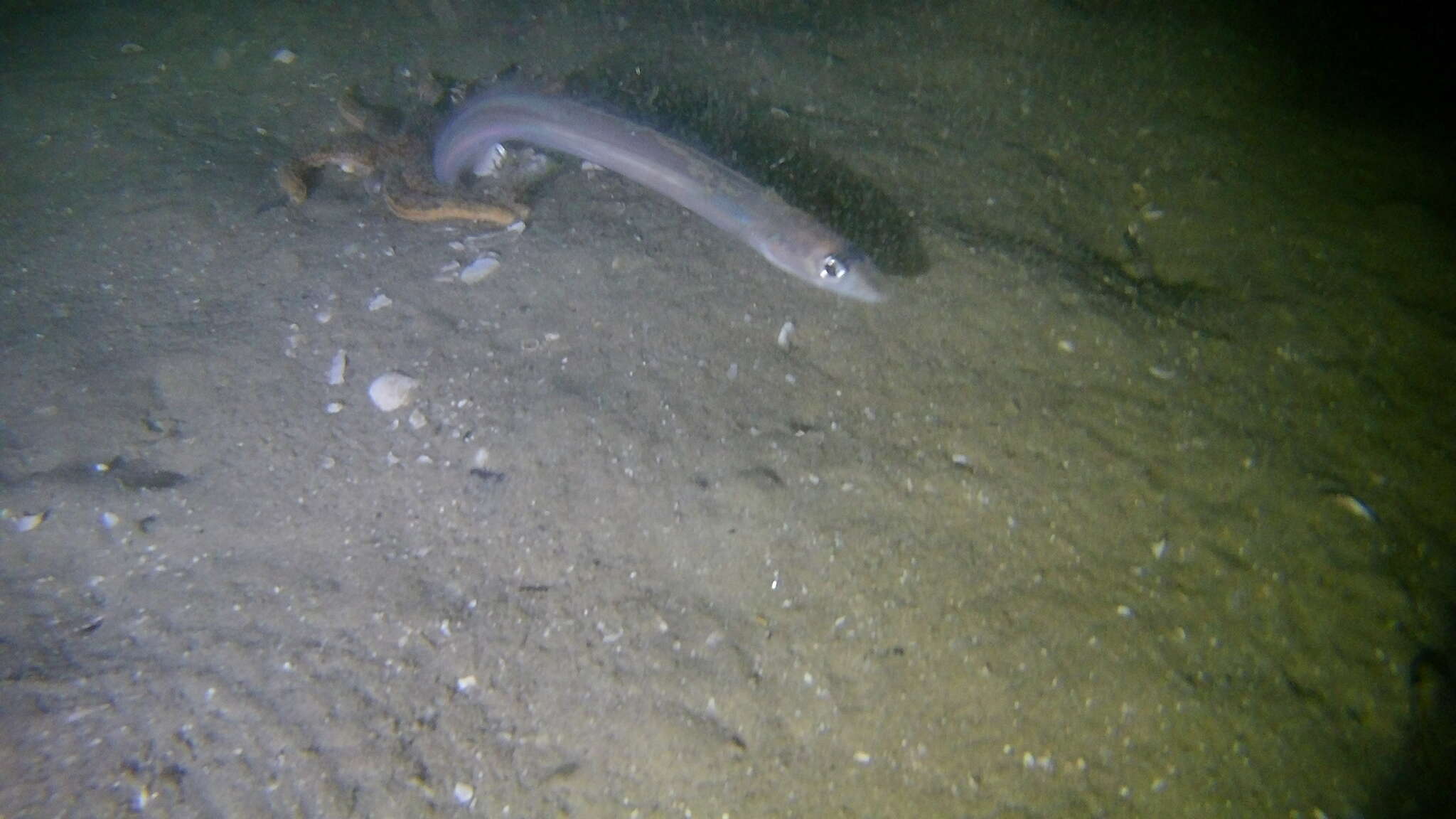 Image of Little conger eel