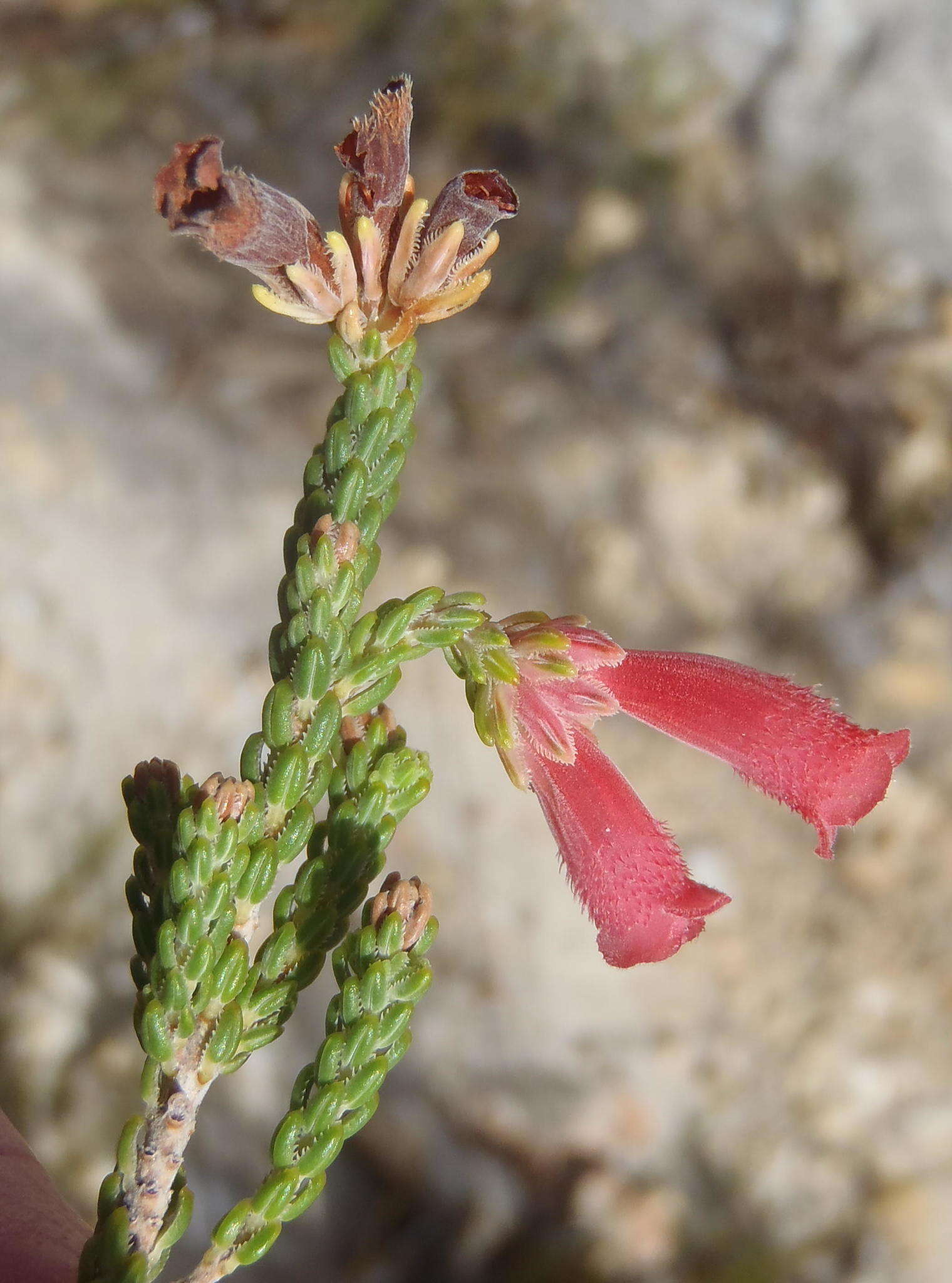 Image of Erica strigilifolia var. strigilifolia