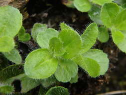 Image of leafless-stemmed speedwell