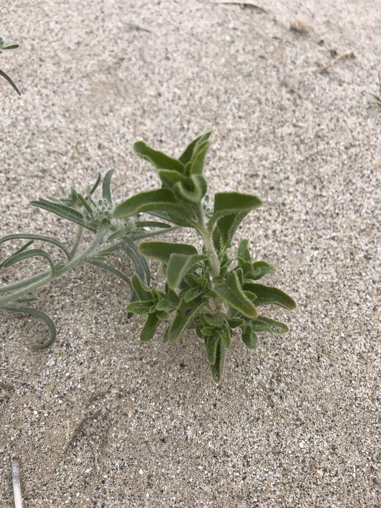 Sivun Encelia frutescens var. frutescens kuva