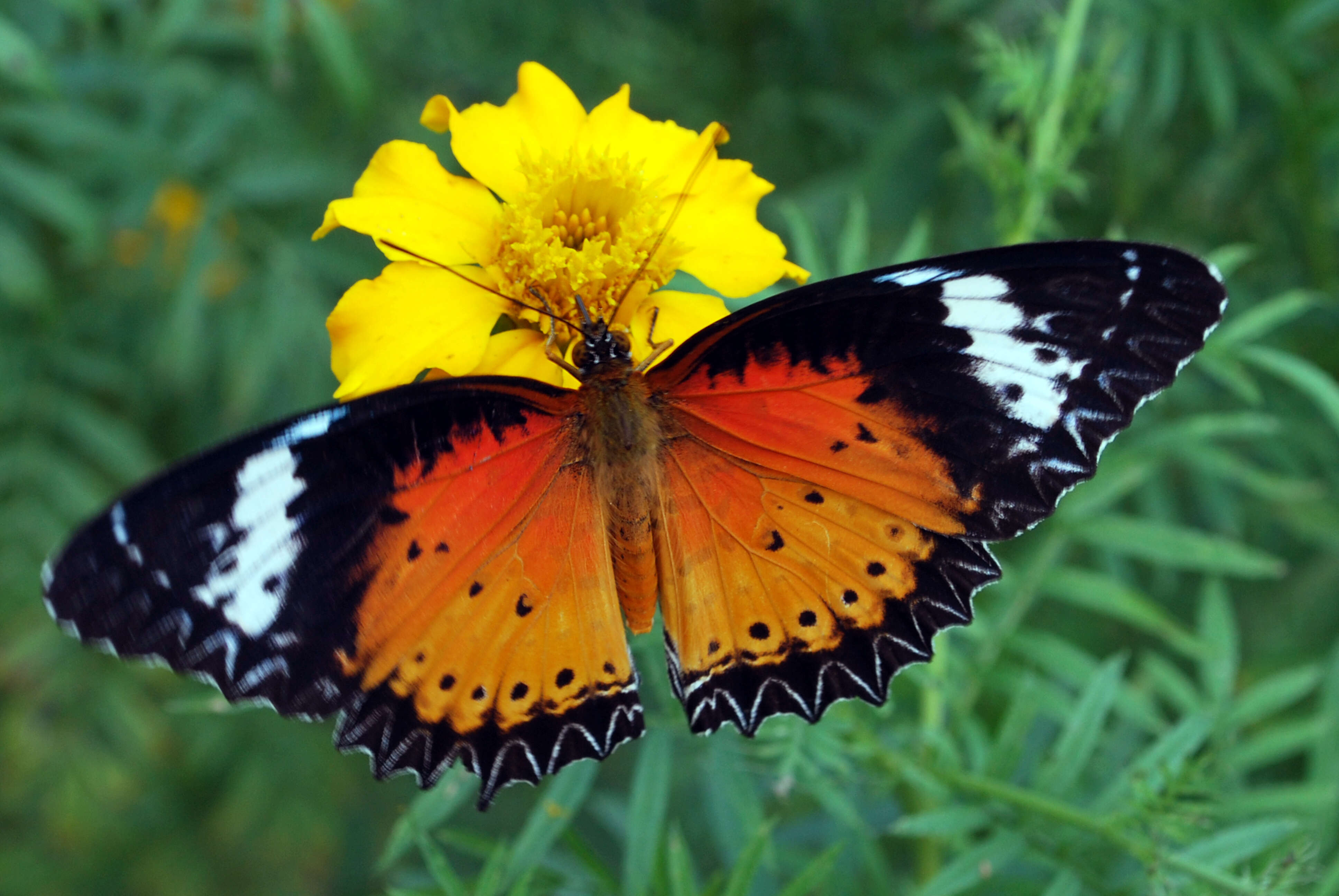 Image of Cethosia cyane Drury 1770