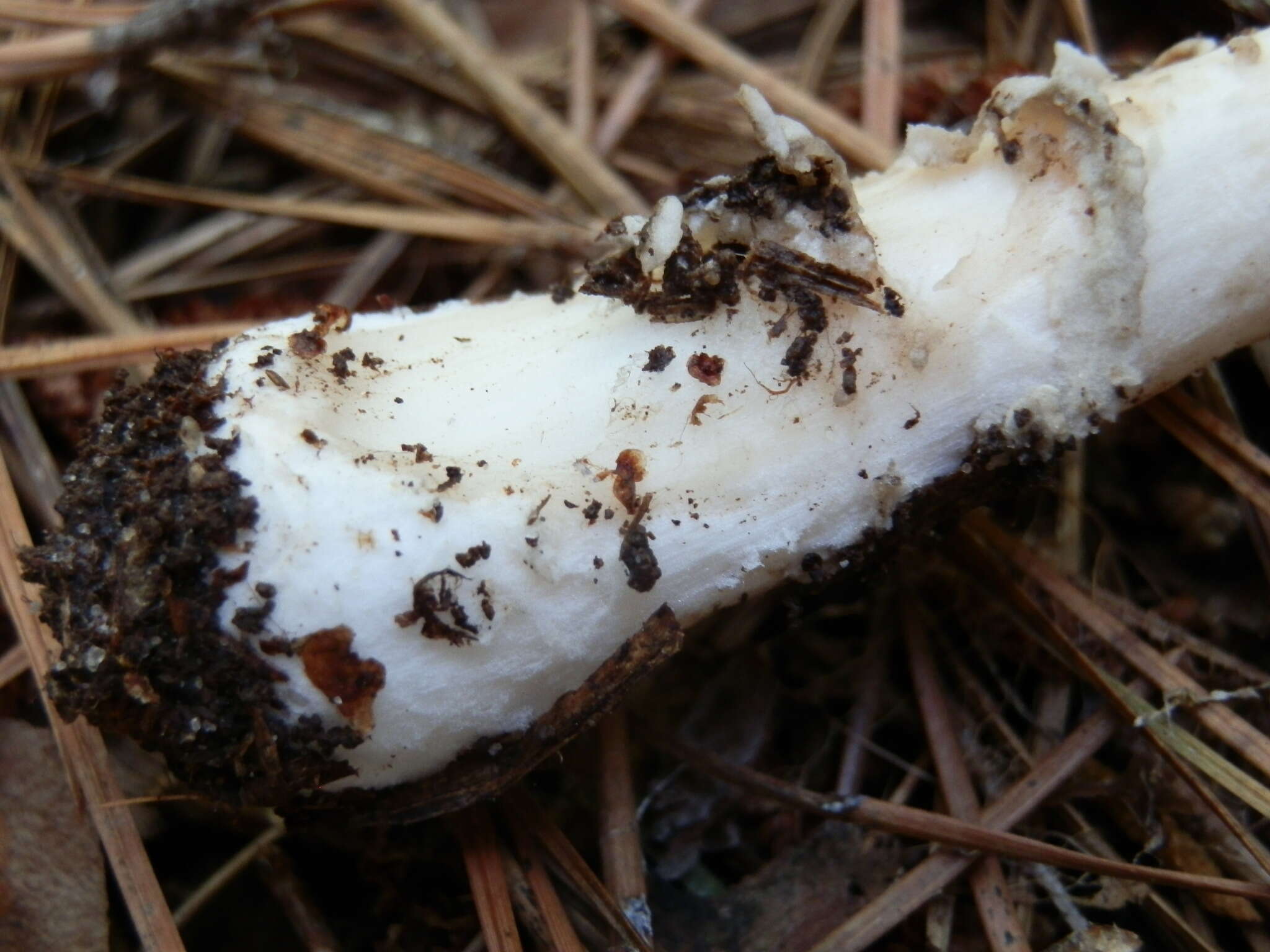 Image of Amanita sinicoflava Tulloss 1988