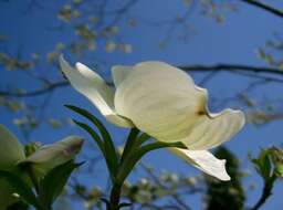 Image of flowering dogwood