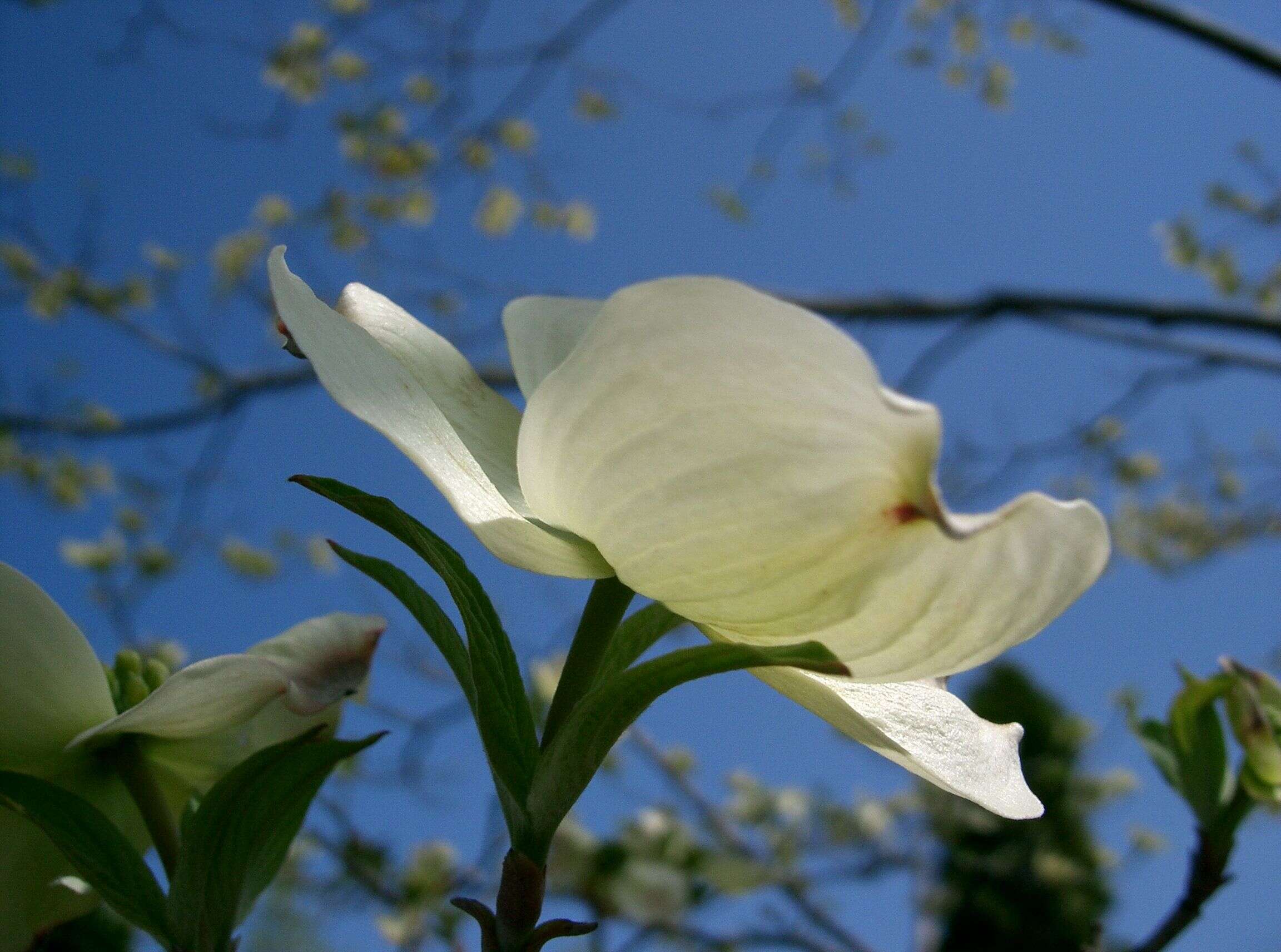 Image of flowering dogwood