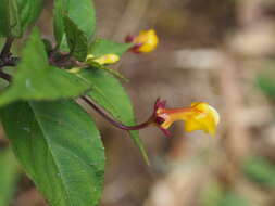 Image of Burmeistera parviflora E. Wimm. ex Standl.