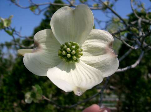 Image of flowering dogwood