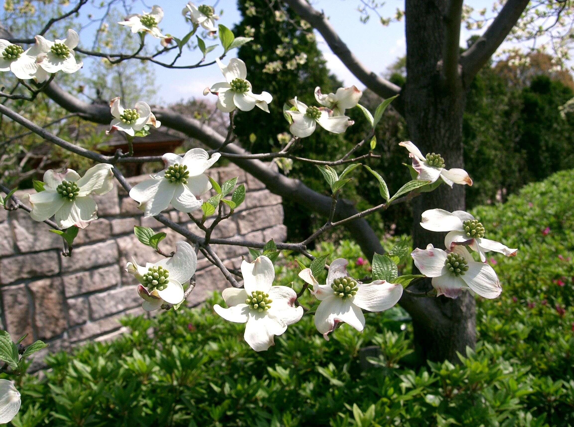 Image of flowering dogwood