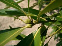 Image de Lithocarpus edulis (Makino) Nakai