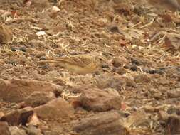 Image of Flappet Lark