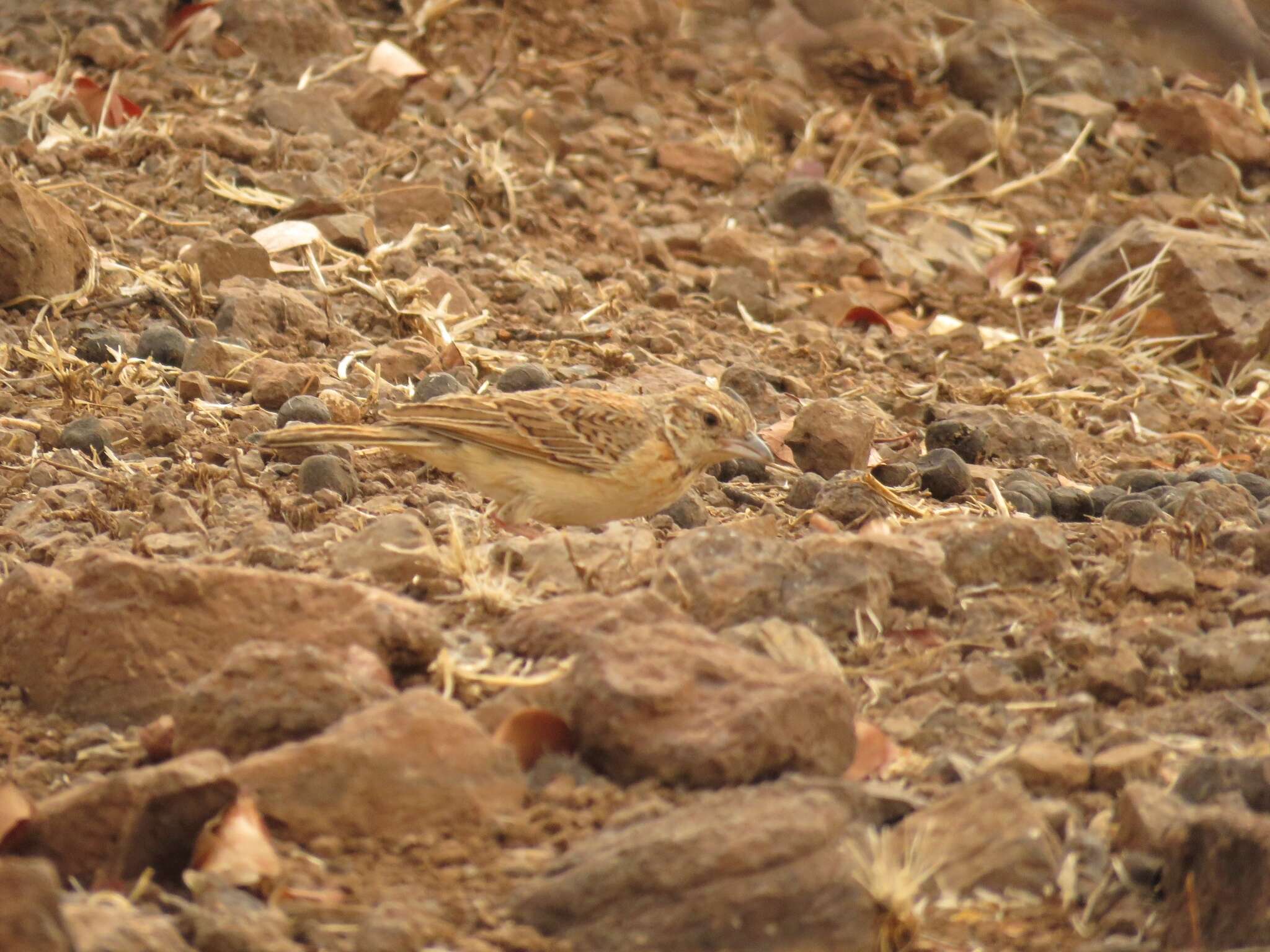 Image of Flappet Lark