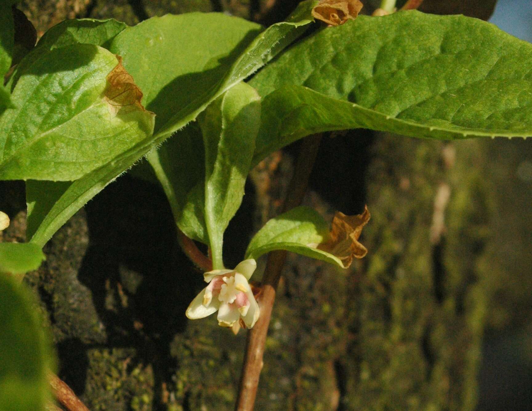 Imagem de Schisandra chinensis (Turcz.) Baill.