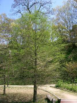 Image of Bald Cypress