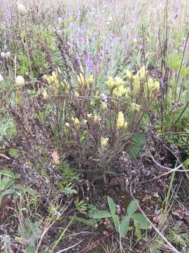 Image of Yukon Indian paintbrush