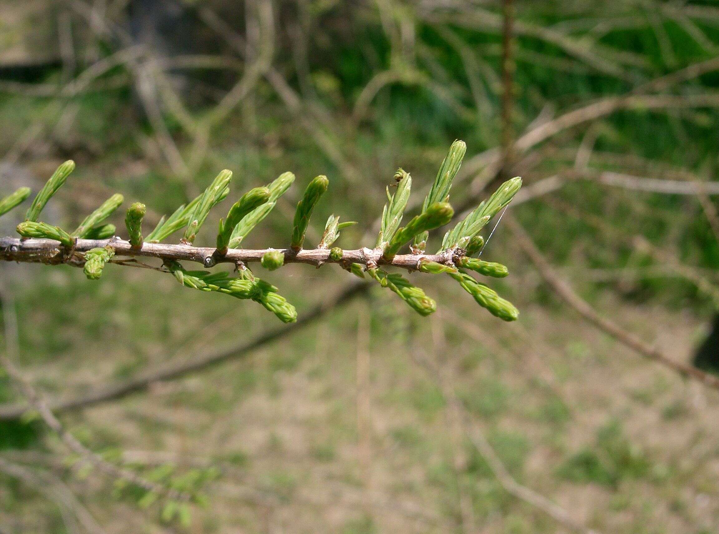 Image of Bald Cypress