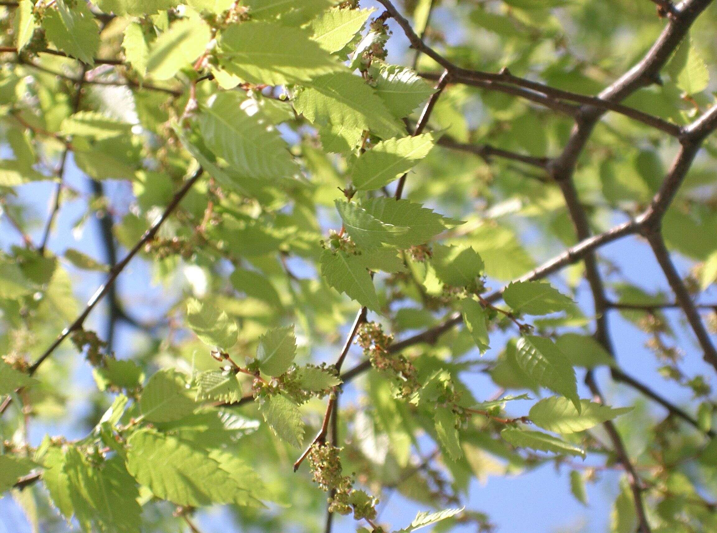 Image of Japanese Zelkova