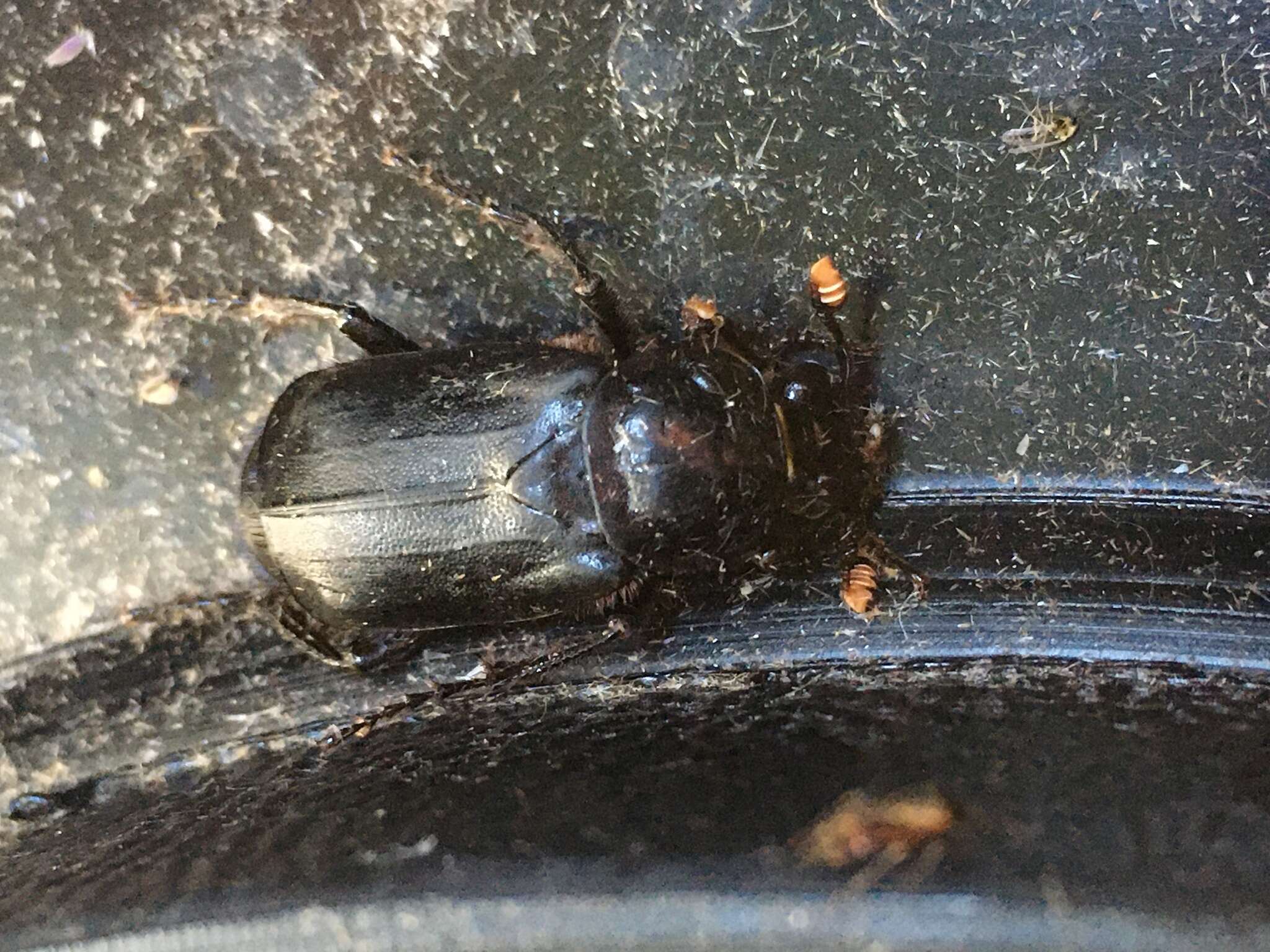 Image of Nicrophorus (Nicrophorus) humator (Gleditsch 1767)