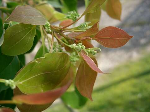 Image of Camphor laurel