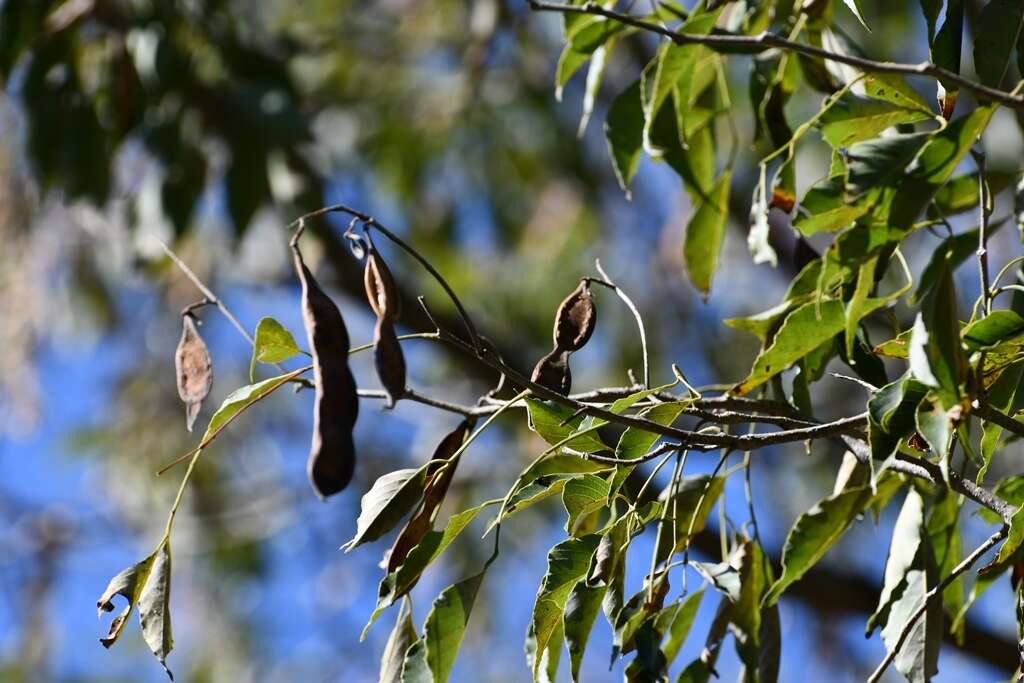 Imagem de <i>Lonchocarpus sumiderensis</i>