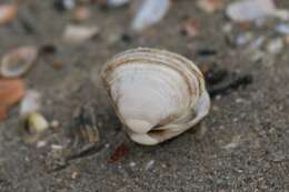 Image of cut surfclam