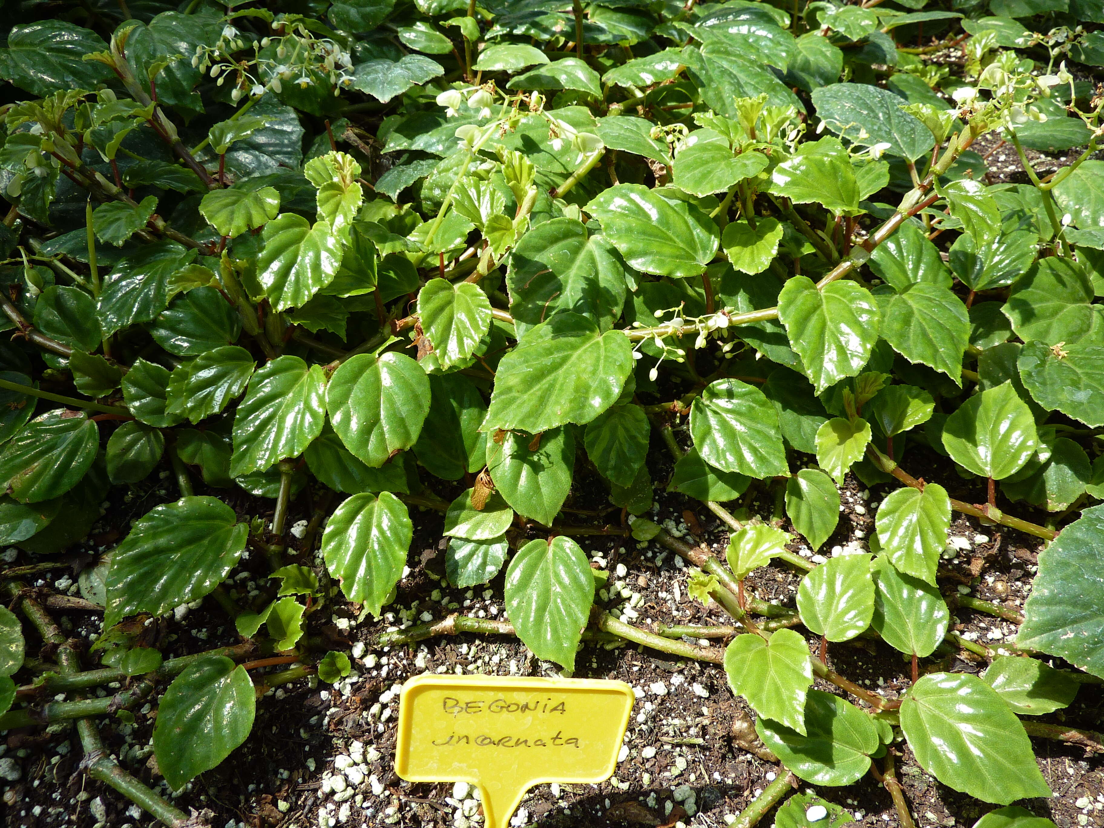 Image of Begonia incarnata Link & Otto