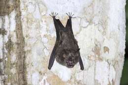 Image of Cyclops Leaf-nosed Bat