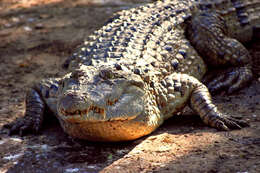 Crocodylus mindorensis Schmidt 1935 resmi